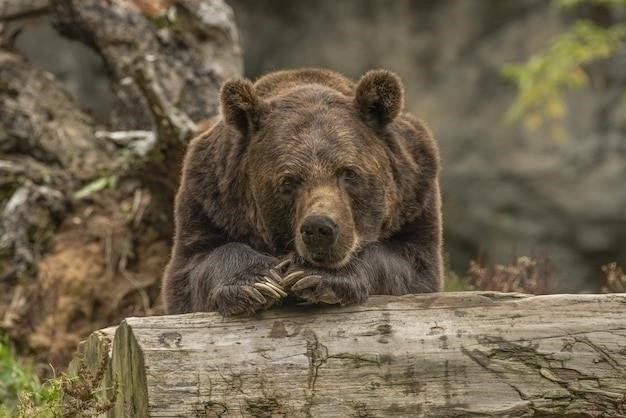 Почему у медведя красные глаза? Мифы и реальность