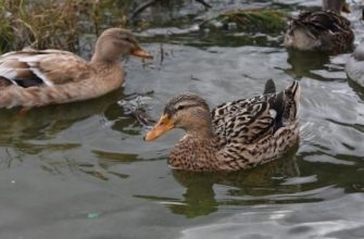 Причины тошноты по утрам при чистке зубов