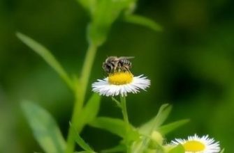 Платная система возврата на Wildberries: причины, особенности, перспективы