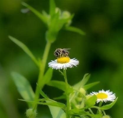 Почему отношения между шмелями и клевером считают симбиозом